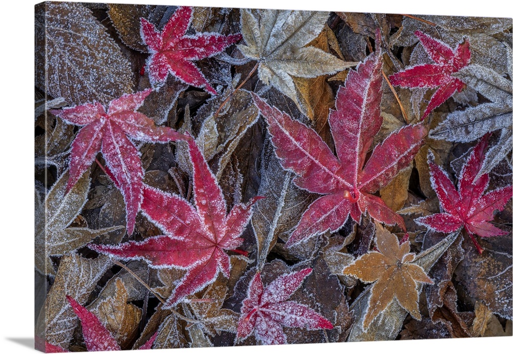 USA, Washington State, Seabeck. Frosty leaves in autumn. Credit: Don Paulson