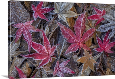 Washington State, Seabeck, Frosty Leaves In Autumn