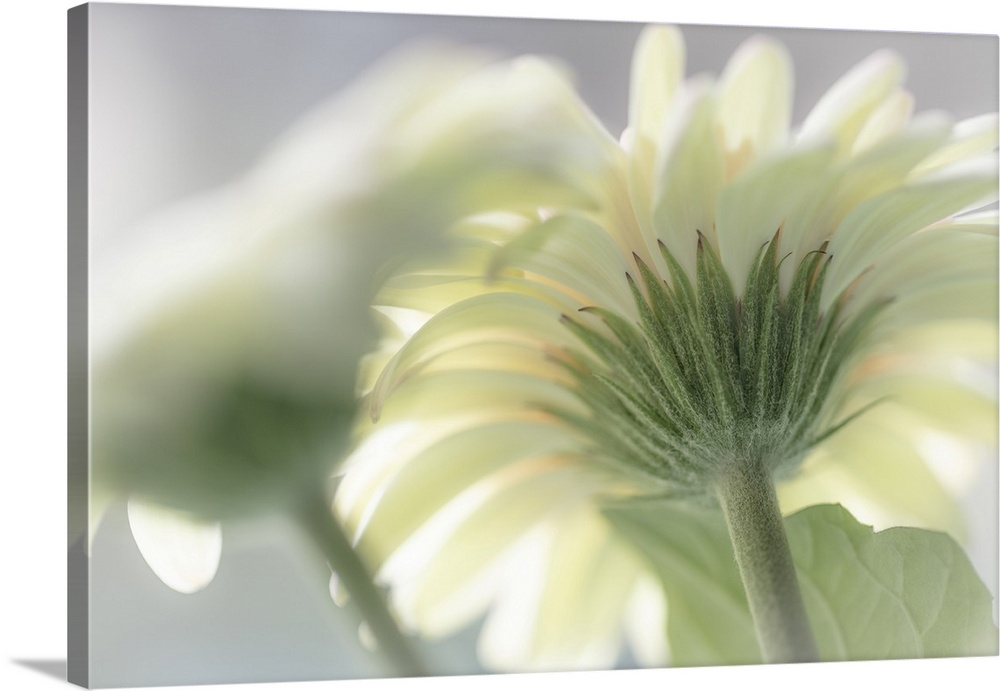 USA, Washington State, Seabeck. Gerbera daisy flower close-up. Credit: Don Paulson