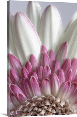Washington State, Seabeck, Gerbera Daisy Flower Close-Up