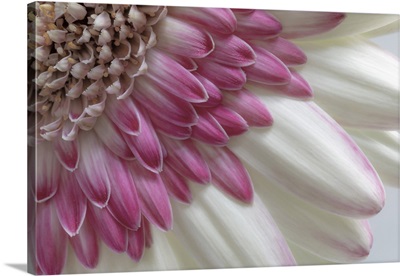 Washington State, Seabeck, Gerbera Daisy Flower Close-Up