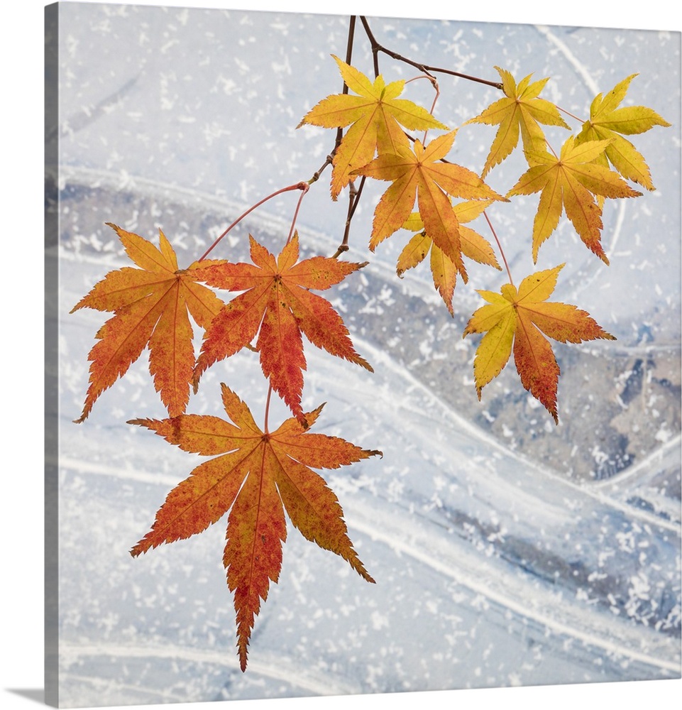USA, Washington, Seabeck. Japanese maple leaves and ice.