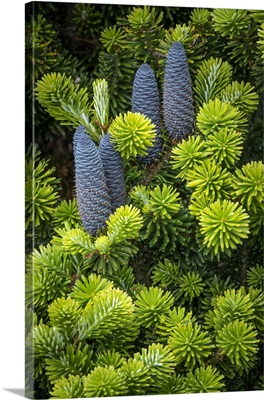 Washington State, Seabeck, Korean Spruce Tree With Cones