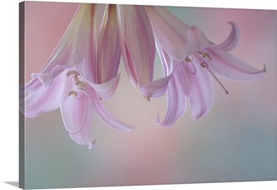Washington State, Seabeck, Lily Blossoms Close-Up