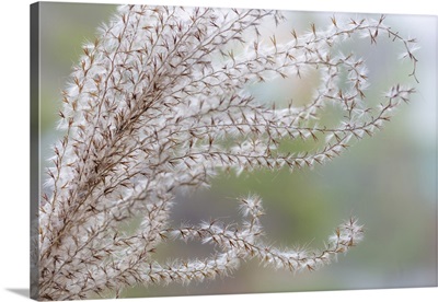 Washington State, Seabeck, Seed Head Of Miscanthus Sinensis Grass
