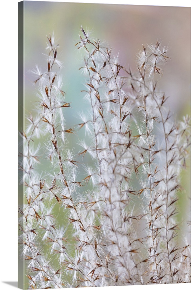 USA, Washington State, Seabeck. Seed head of Miscanthus sinensis grass. Credit: Don Paulson