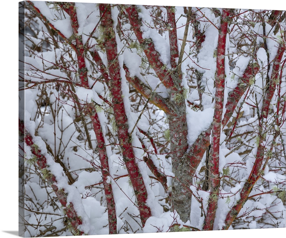 USA, Washington State, Seabeck. Snow-covered coral bark Japanese maple tree. Credit: Don Paulson