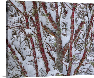 Washington State, Seabeck, Snow-Covered Coral Bark Japanese Maple Tree