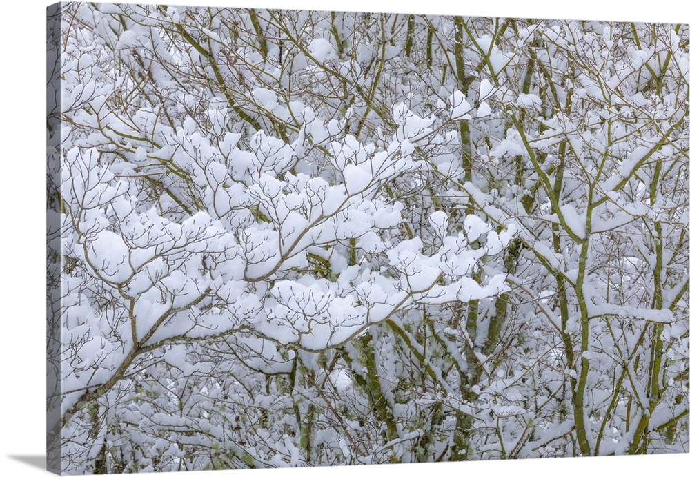 USA, Washington State, Seabeck. Snow-covered dogwood and maple trees. Credit: Don Paulson