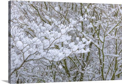 Washington State, Seabeck, Snow-Covered Dogwood And Maple Trees