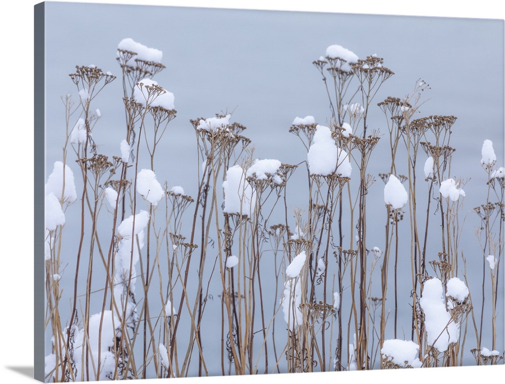 USA, Washington State, Seabeck. Snow-topped tansy plants in winter. Credit: Don Paulson