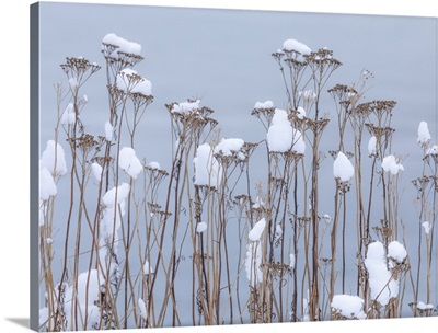 Washington State, Seabeck, Snow-Topped Tansy Plants In Winter