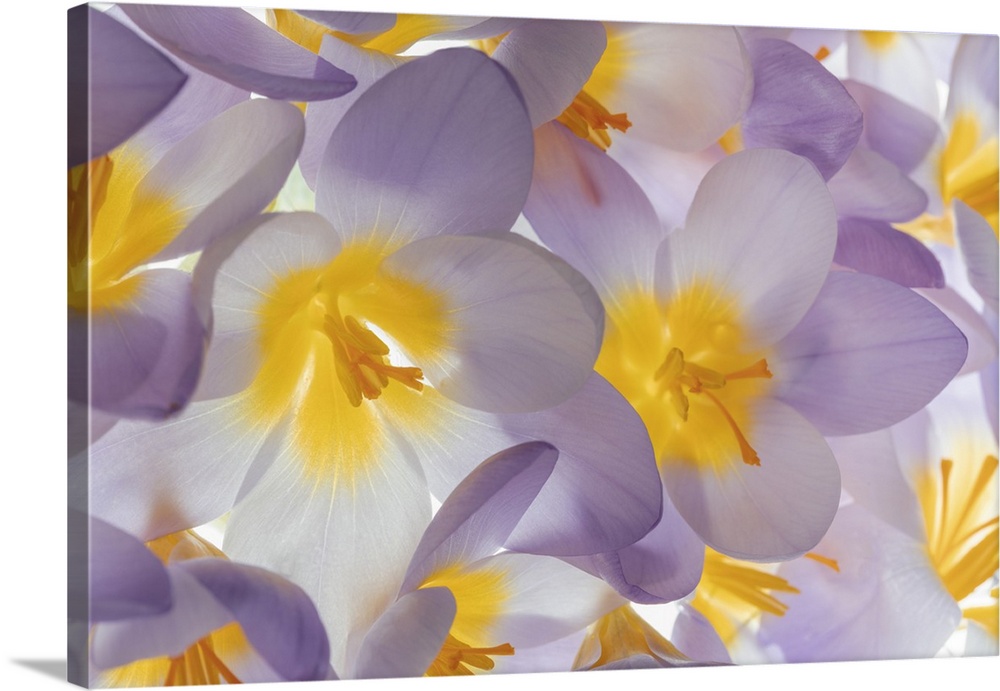 USA, Washington State, Seabeck. Spring crocus flowers close-up. Credit: Don Paulson