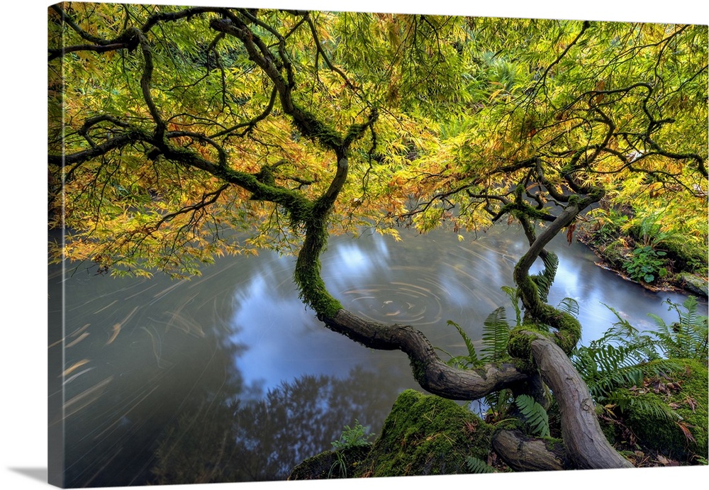 USA, Washington State, Seattle. Japanese maple and pond in Kubota Garden. Credit: Jim Nilsen