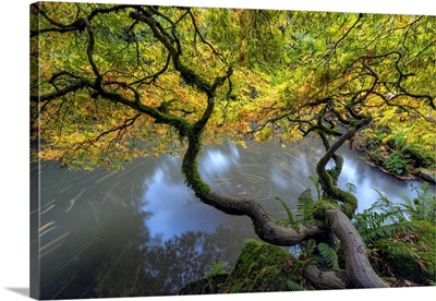 Washington State, Seattle, Japanese Maple And Pond In Kubota Garden