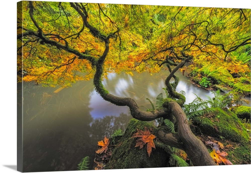 USA, Washington State, Seattle. Japanese maple and pond in Kubota Garden. Credit: Jim Nilsen