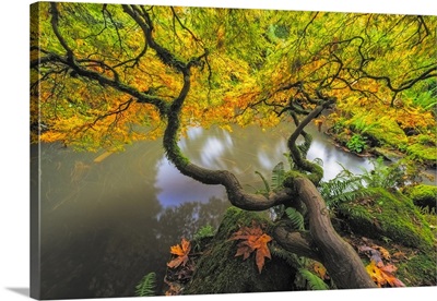 Washington State, Seattle, Japanese Maple And Pond In Kubota Garden