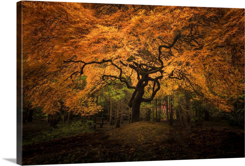 USA, Washington State, Seattle. Japanese maple in Kubota Gardens Park. Credit: Jim Nilsen
