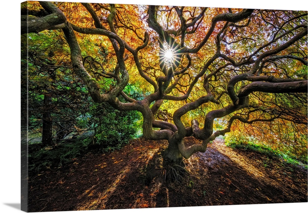 USA, Washington State, Seattle. Japanese maple in Kubota Gardens Park. Credit: Jim Nilsen
