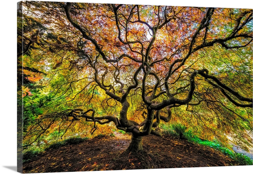 USA, Washington State, Seattle. Japanese maple in Kubota Gardens Park. Credit: Jim Nilsen