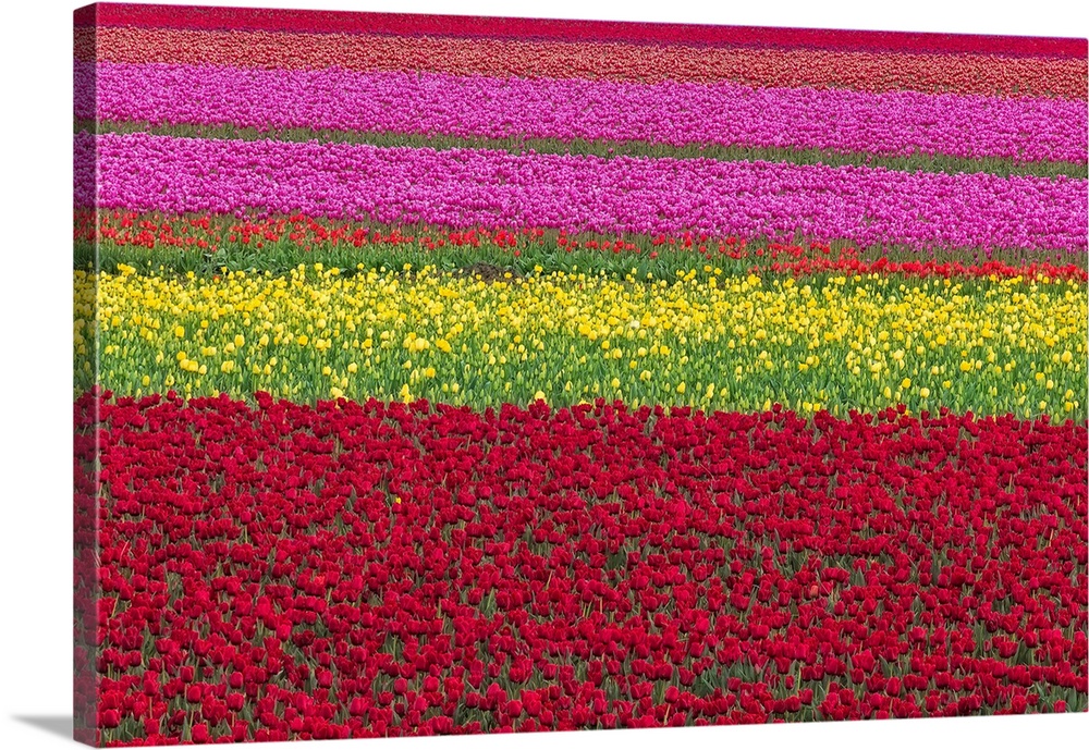USA, Washington State, Skagit Valley. Row patterns of tulips. Credit: Jim Nilsen