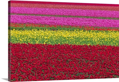 Washington State, Skagit Valley, Row Patterns Of Tulips