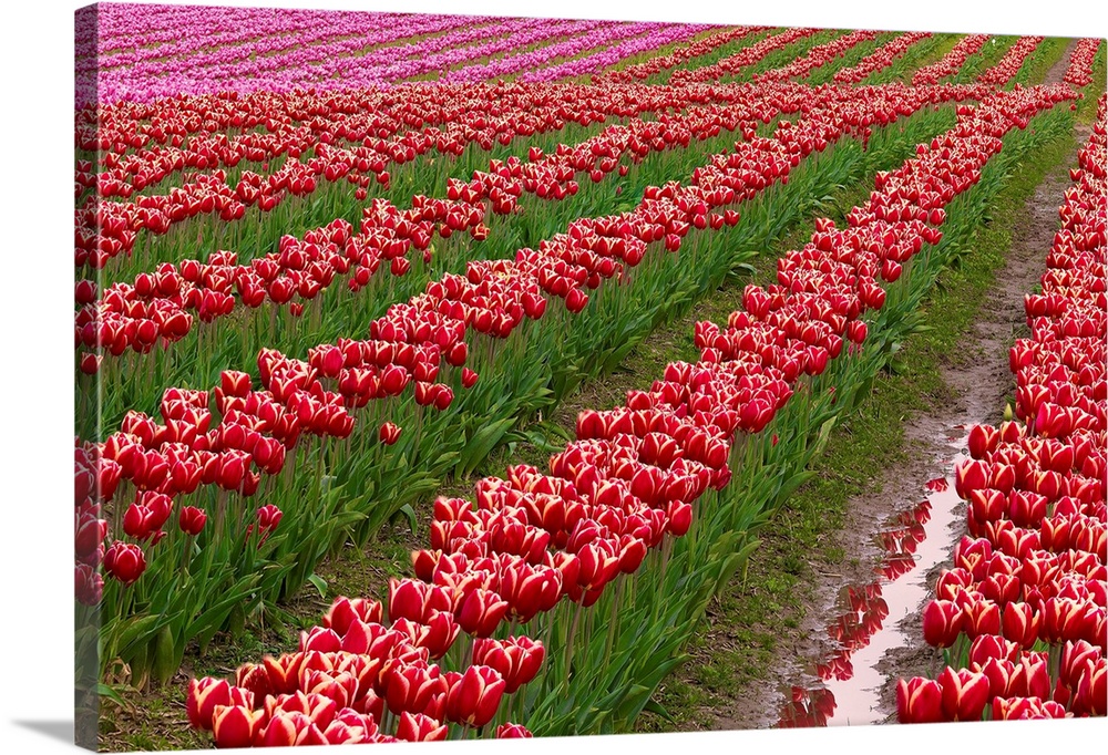 USA, Washington State, Skagit Valley. Rows of red tulips. Credit: Jim Nilsen
