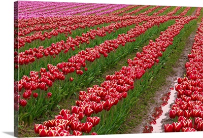 Washington State, Skagit Valley, Rows Of Red Tulips
