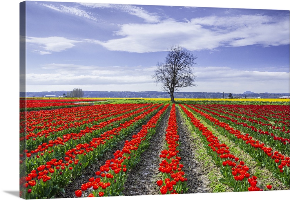 USA, Washington State, Skagit Valley. Rows of red tulips and tree. Credit: Jim Nilsen