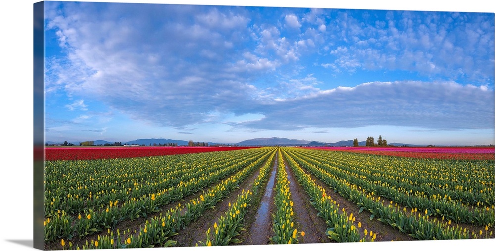 USA, Washington State, Skagit Valley. Rows of tulips and sky. Credit: Jim Nilsen