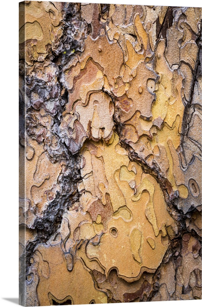USA, Washington, Wenatchee National Forest. Pondorosa pine tree bark.