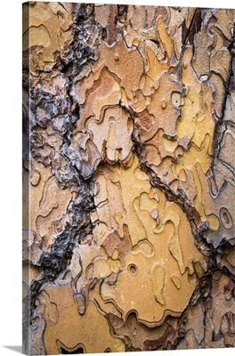 Washington State, Wenatchee National Forest. Ponderosa pine tree bark