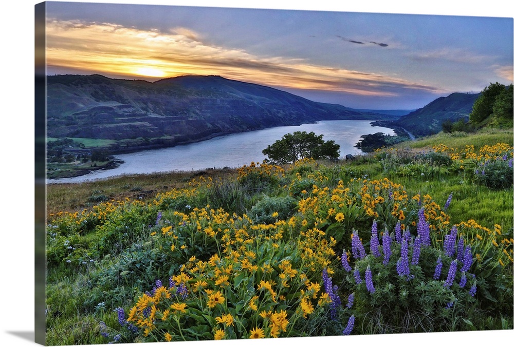USA, Washington State. Wildflowers bloom in Columbia Hills State Park. Credit: Jean Carter