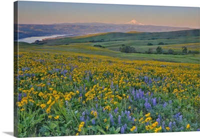 Washington State, Wildflowers Bloom In Columbia Hills State Park