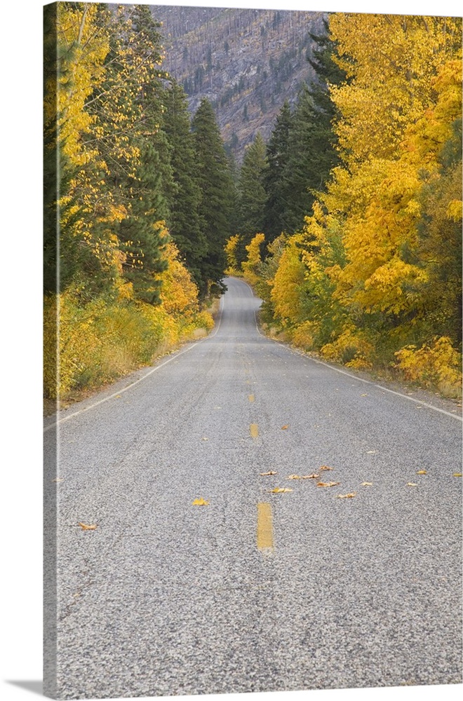 Washington, Wenatchee National Forest, near Leavenworth, Autumn color along the Icicle Road.