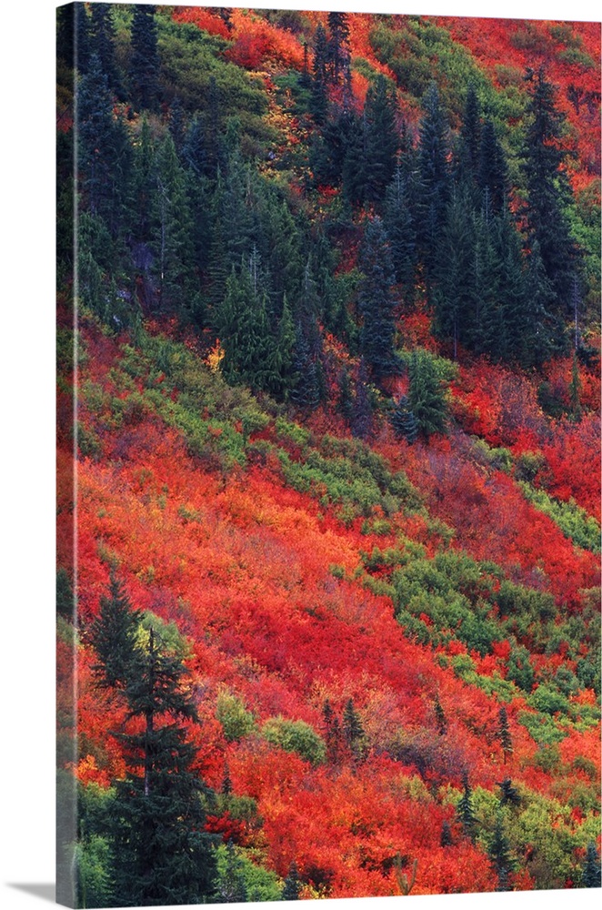 Washington, Wenatchee National Forest, Steven's Pass, Autumn Color.