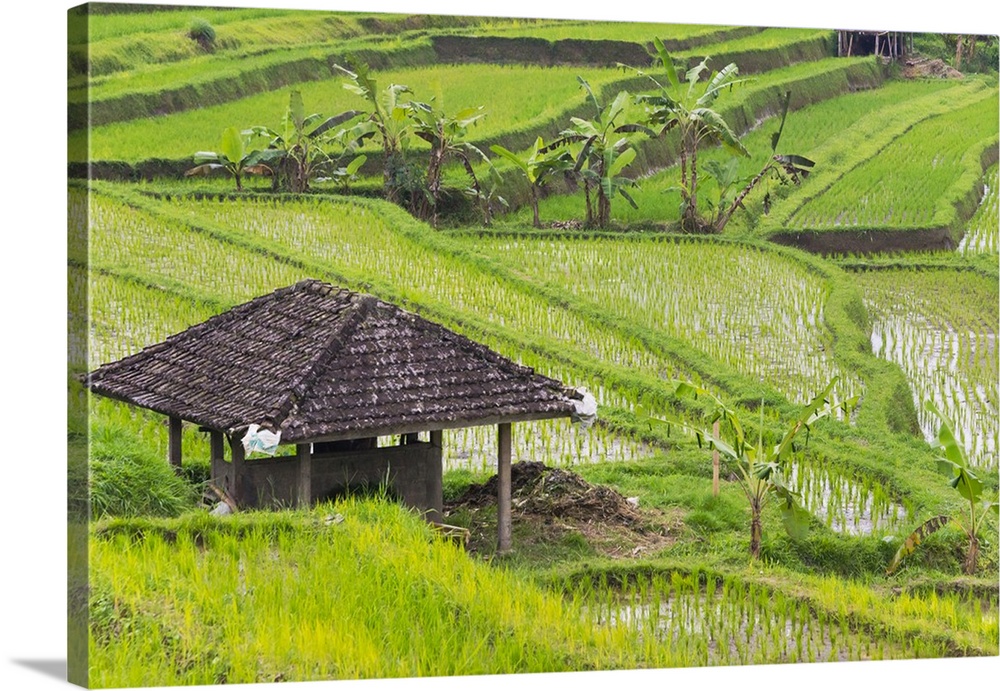 Water-filled rice terraces, Bali island, Indonesia.