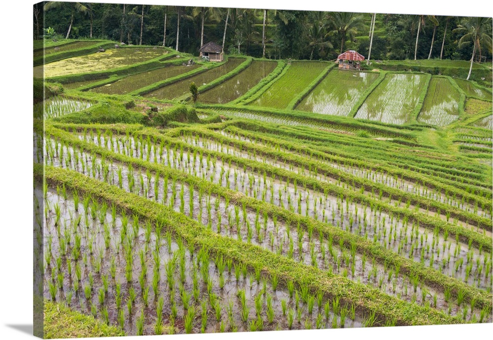 Water-filled rice terraces, Bali island, Indonesia.