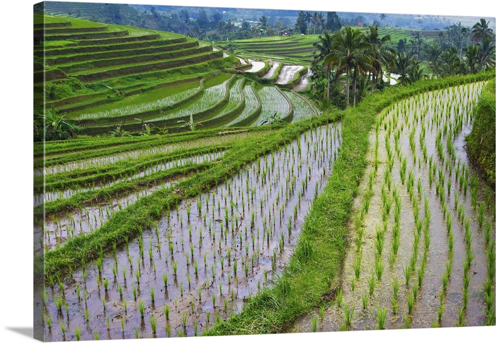 Water-filled rice terraces, Bali island, Indonesia.