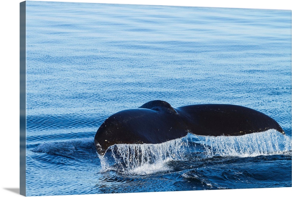 Water flows off a humpback whale's tail as it prepares to dive, British Columbia.