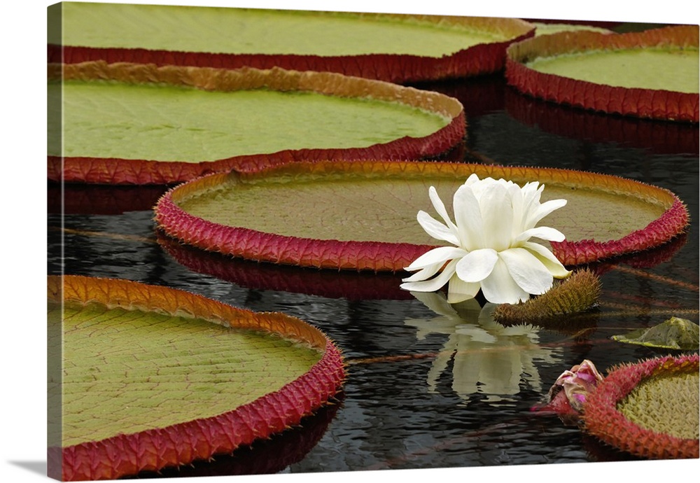 Water lily and lily pad pond, Longwood Gardens, Pennsylvania.