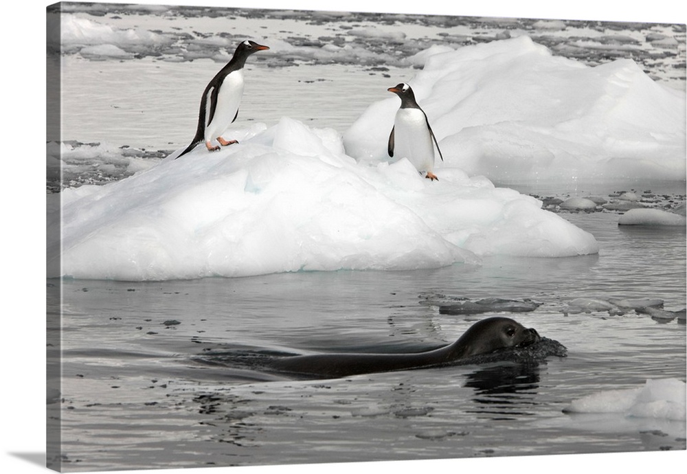Neko Harbor, Antarctica. A Weddell Seal swims past two Gentoo penguins standing on an iceberg.