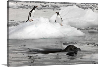 Weddell Seal swims past two Gentoo penguins standing on an iceberg