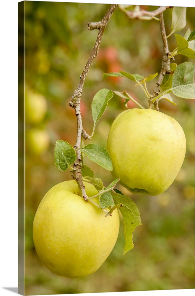 Wenatchee, Washington State, USA. Golden Delicious Apples on the tree. United States, Washington State.