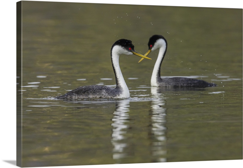 Western grebes, courting. Nature, Fauna.
