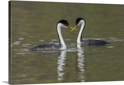 Western Grebes, Courting