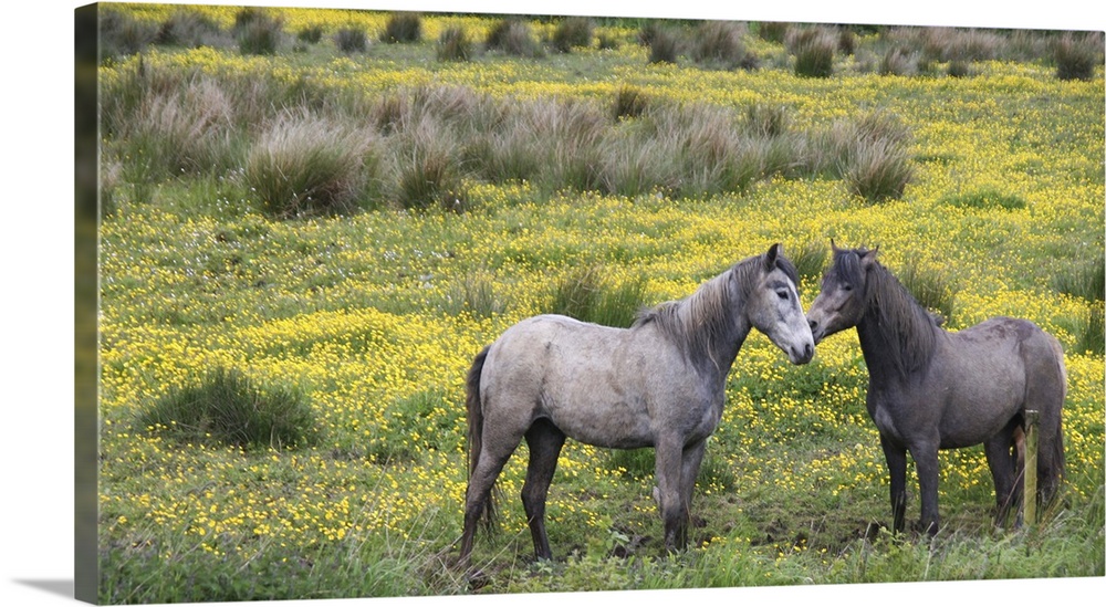 In Western Ireland, two horses nuzzle in a bright field of yellow wildflowers in the Irish counrtyside