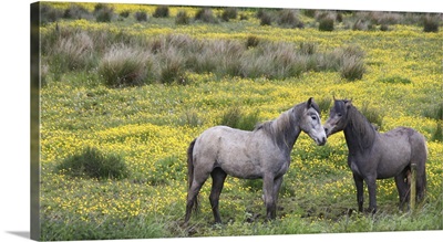 Western Ireland, 2 horses nuzzle, bright field of yellow wildflowers, Irish counrtyside