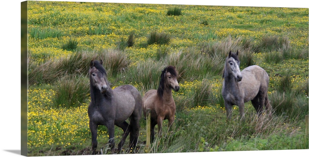 In Western Ireland three horses stand in a bright field of yellow wildflowers in the Irish counrtyside