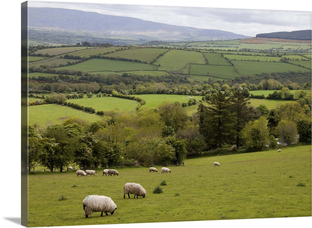 Western Ireland, Dingle Peninsula,broad landscape with a patchwork of green pastures and grazing Black-faced mountain shee...